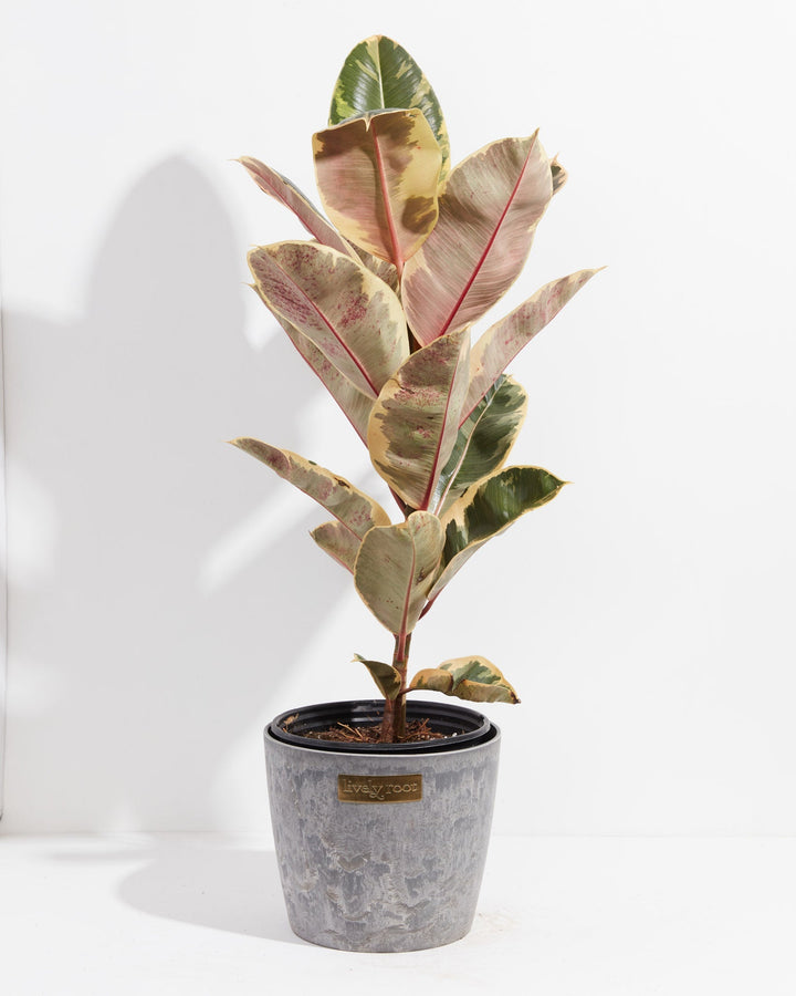 Ficus Tineke (elastica)