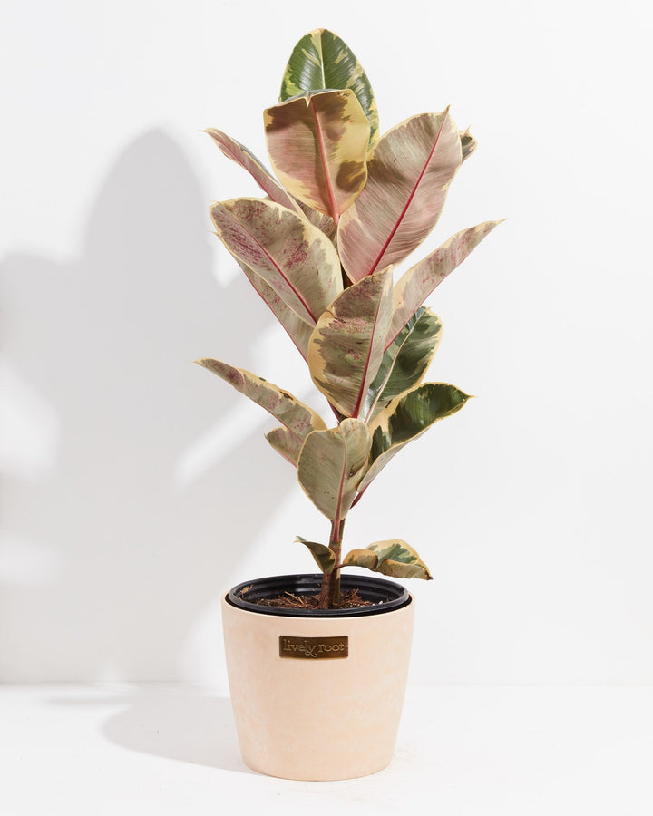 Ficus Tineke (elastica)