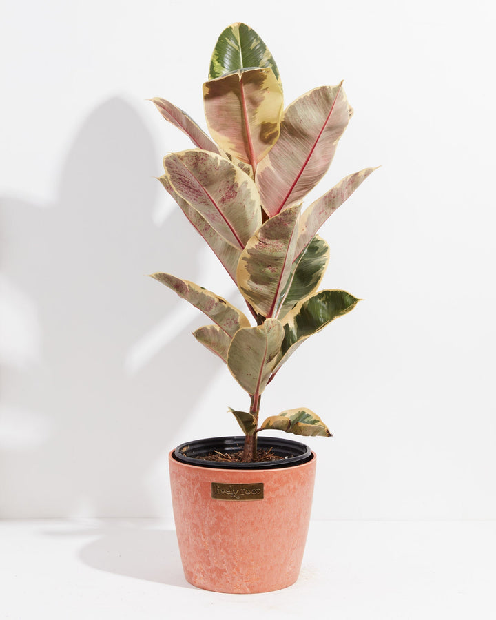 Ficus Tineke (elastica)