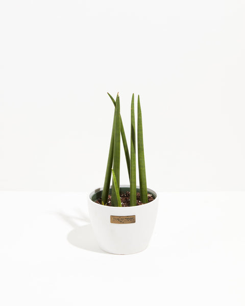 snake plant stick Sansevieria Cylindrica| Indoor Plants