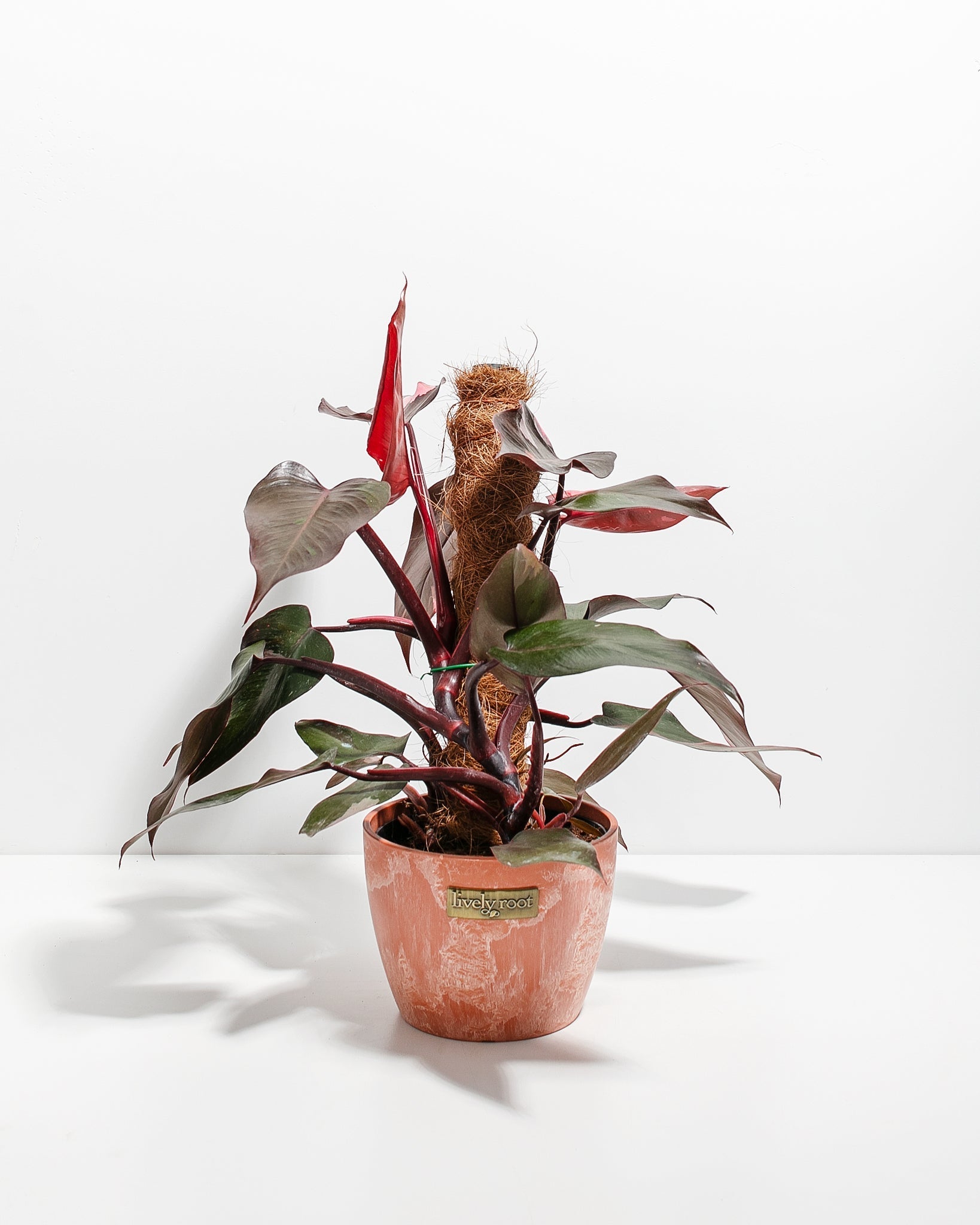 philodendron flask with pink leaves Philodendron Pink Princess w/ Totem | Special Rare Indoor Plant