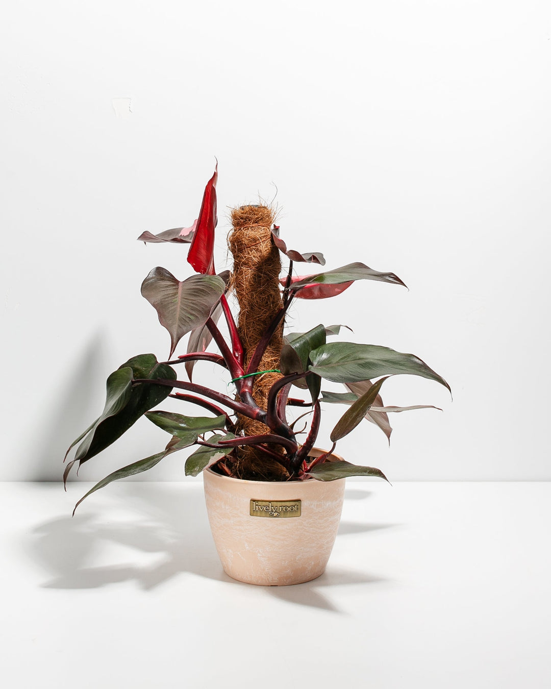 philodendron red princess Philodendron Pink Princess w/ Totem | Special Rare Indoor Plant