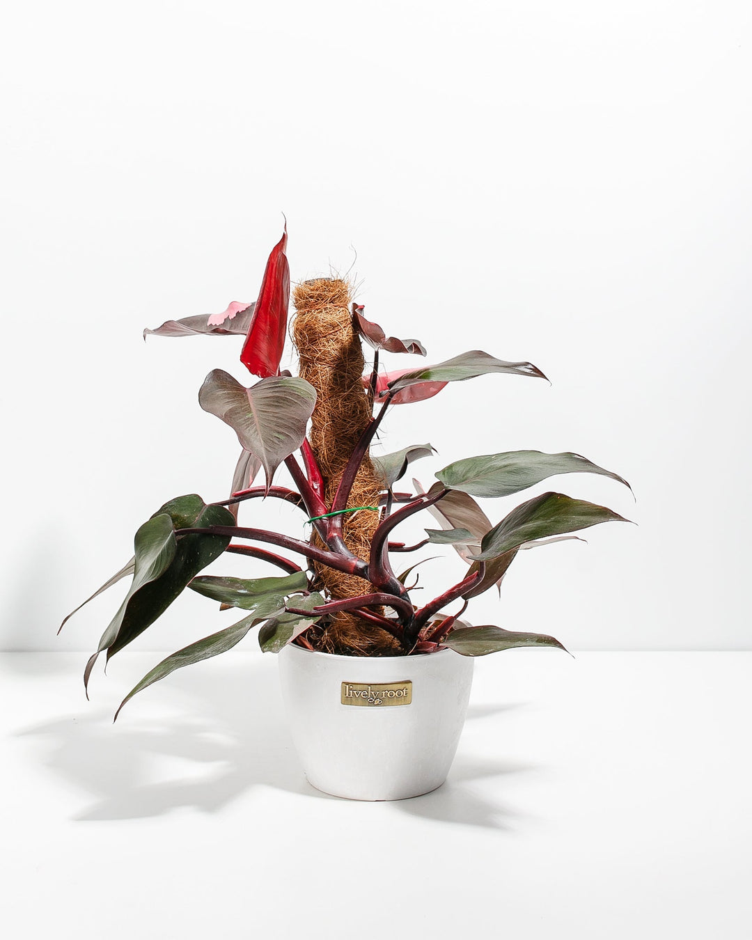 philodendron pink princess roots Philodendron Pink Princess w/ Totem | Special Rare Indoor Plant