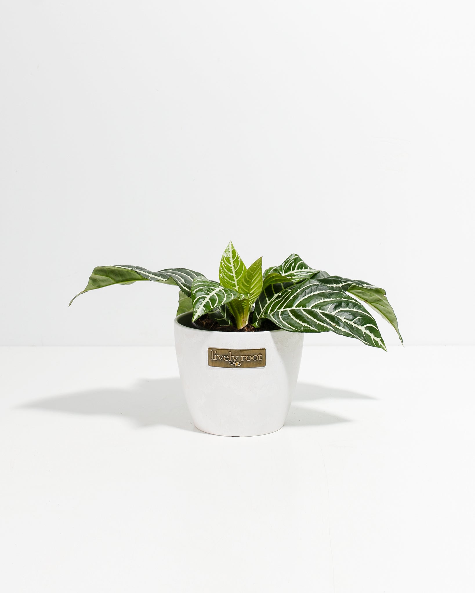 zebra plant aphelandra Zebra Plant For Sale (Aphelandra) Including Care Guide Small / Eco Pot / Coconut