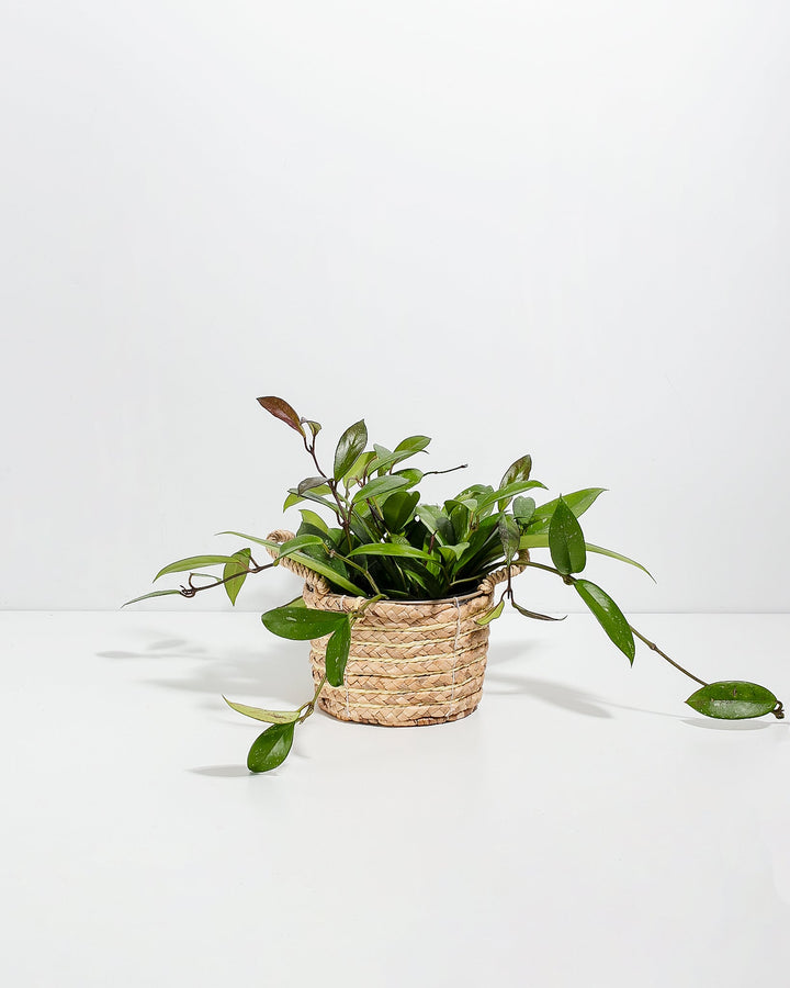 Hoya Pubicalyx Splash