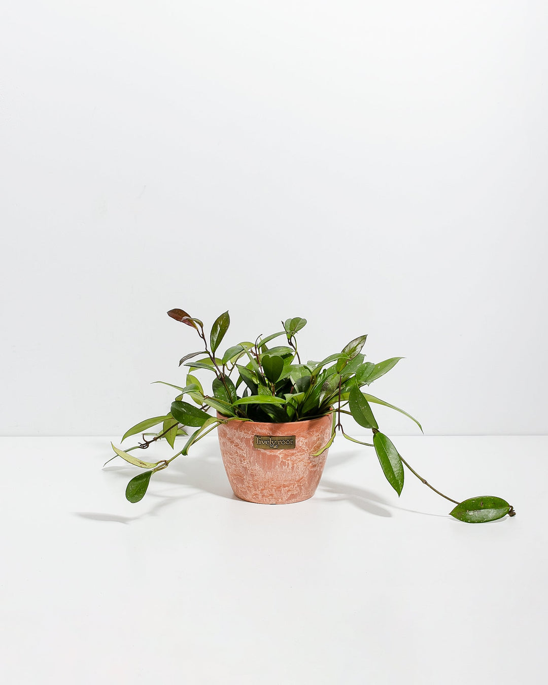 Hoya Pubicalyx Splash