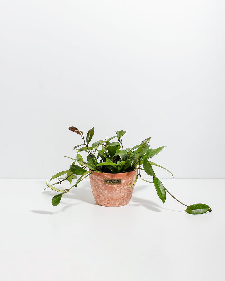 Hoya Pubicalyx Splash