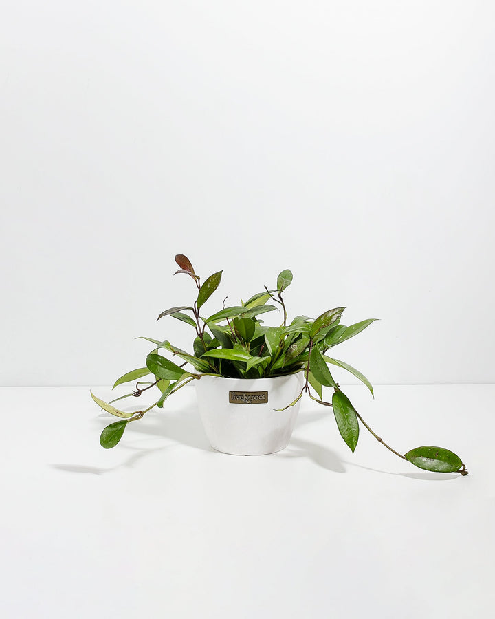 Hoya Pubicalyx Splash