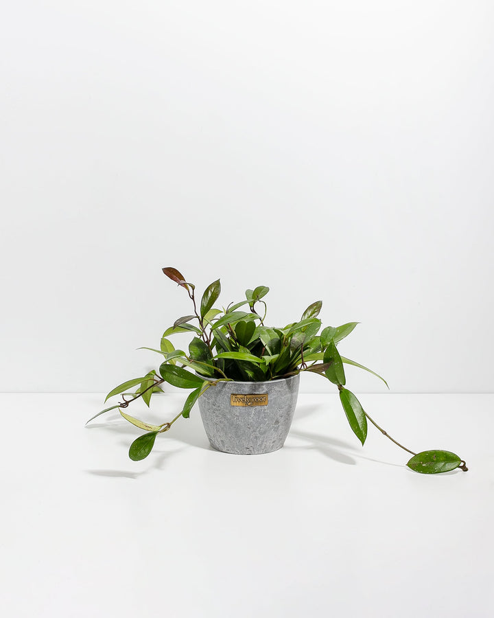 Hoya Pubicalyx Splash