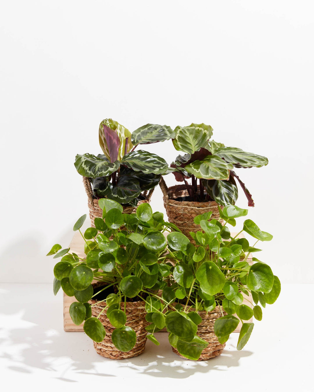 pet friendly hanging plants Zen Pet Friendly Collection | Non Toxic