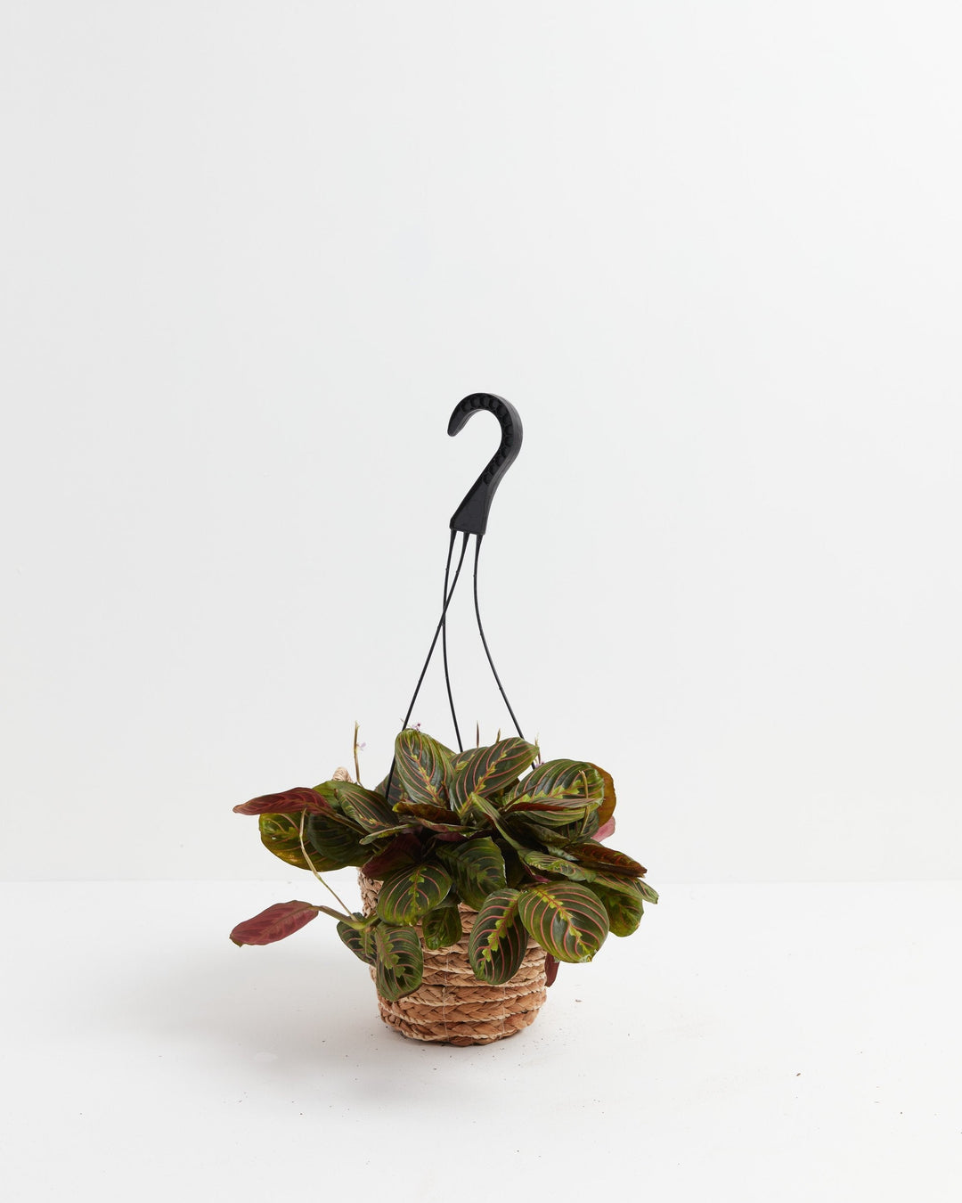 indoor plant with red underleaf Red Maranta | Prayer Plants