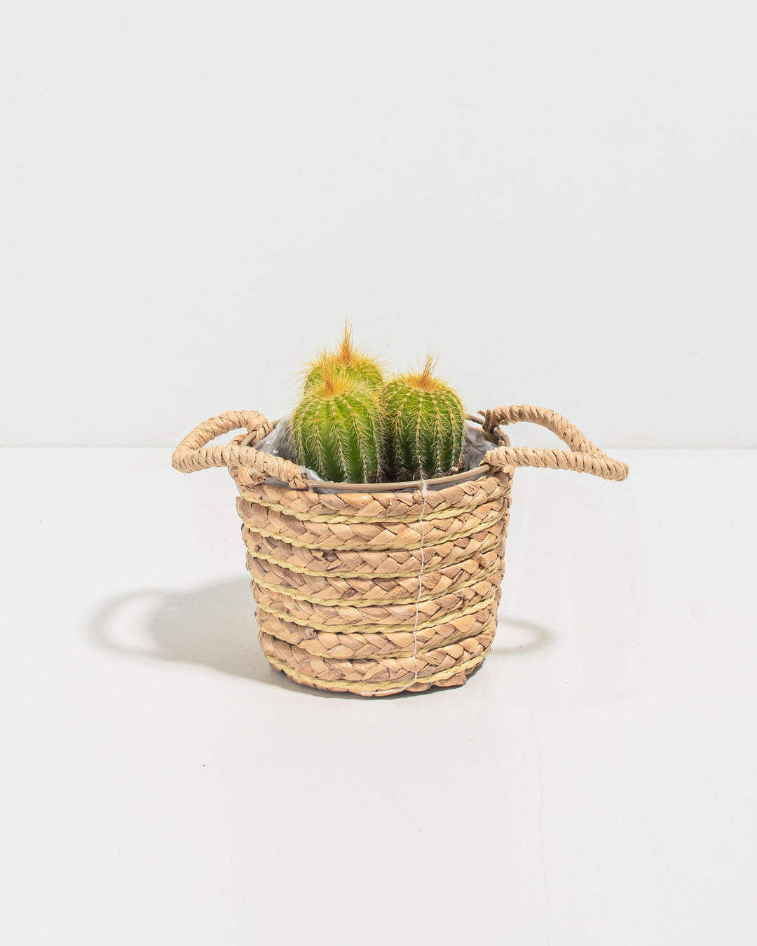 Parodia Cactus - Bunch