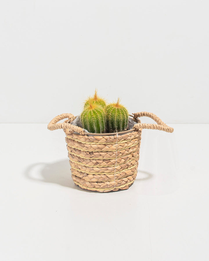 Parodia Cactus - Bunch