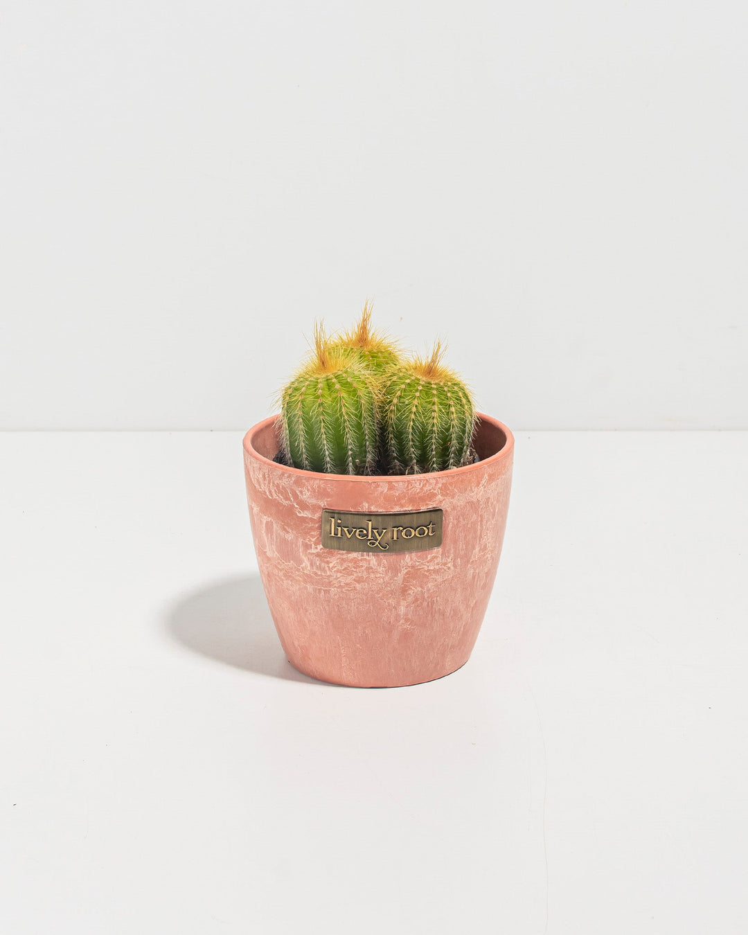 Parodia Cactus - Bunch