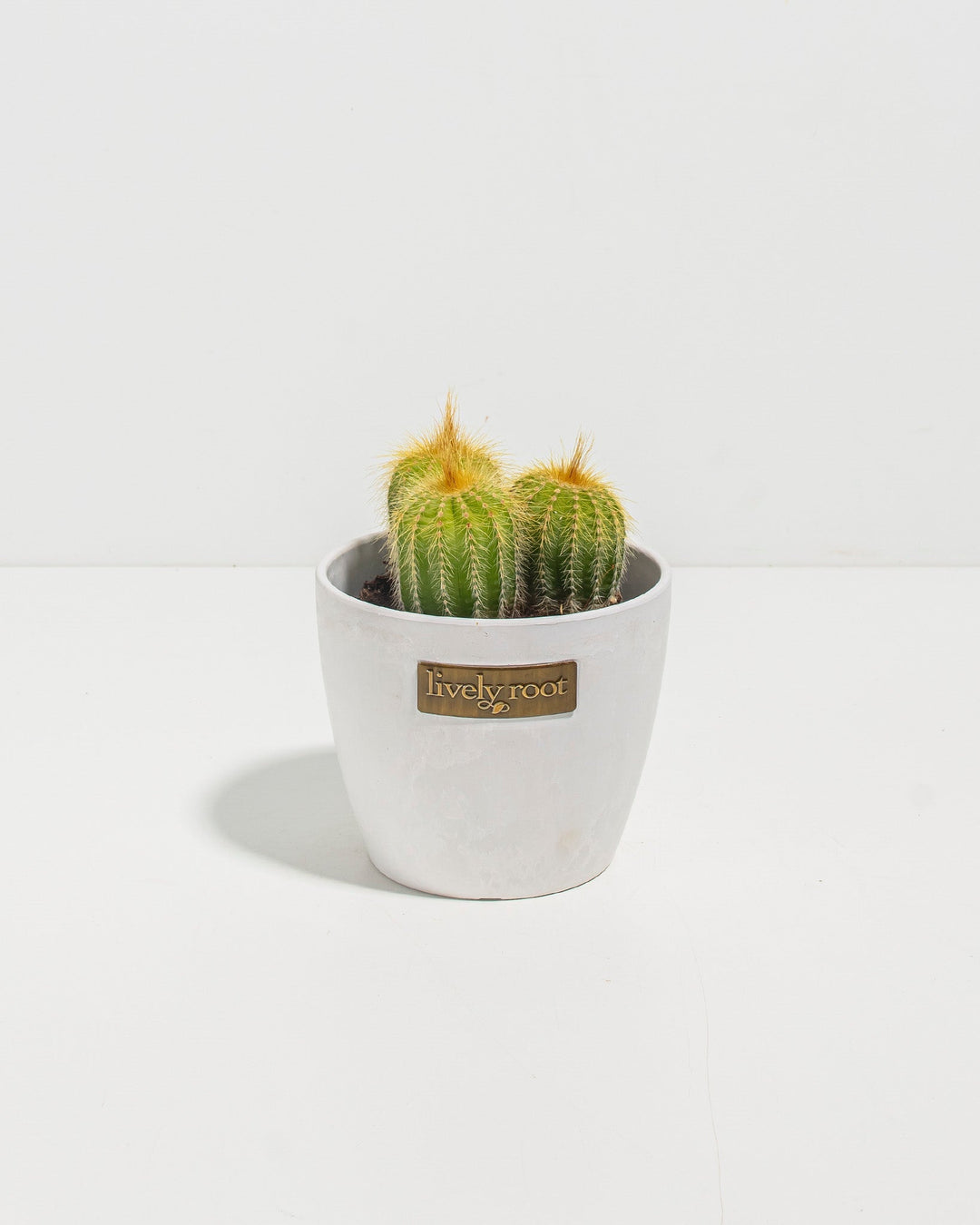 Parodia Cactus - Bunch