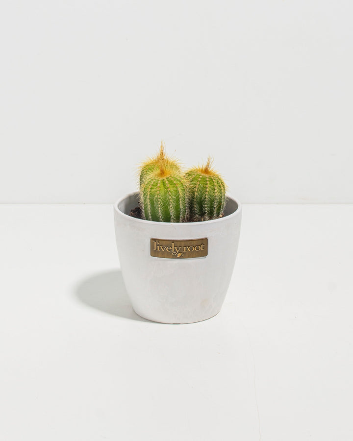 Parodia Cactus - Bunch