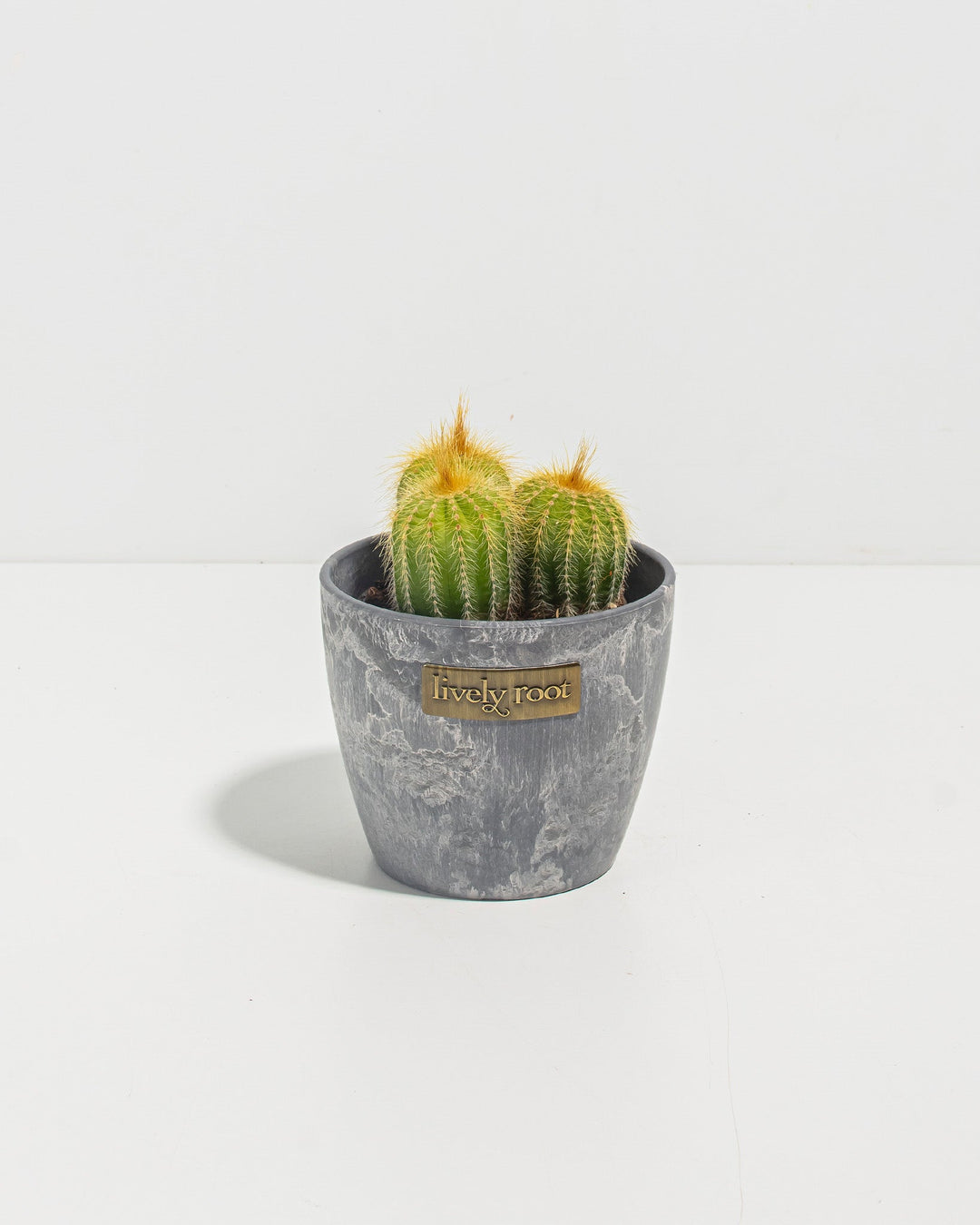 Parodia Cactus - Bunch