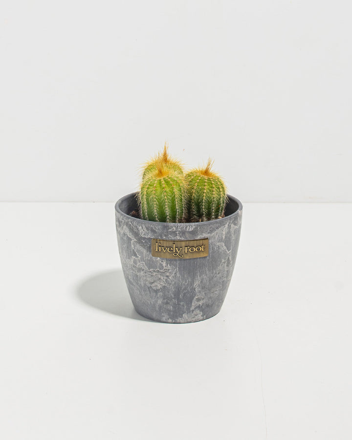 Parodia Cactus - Bunch