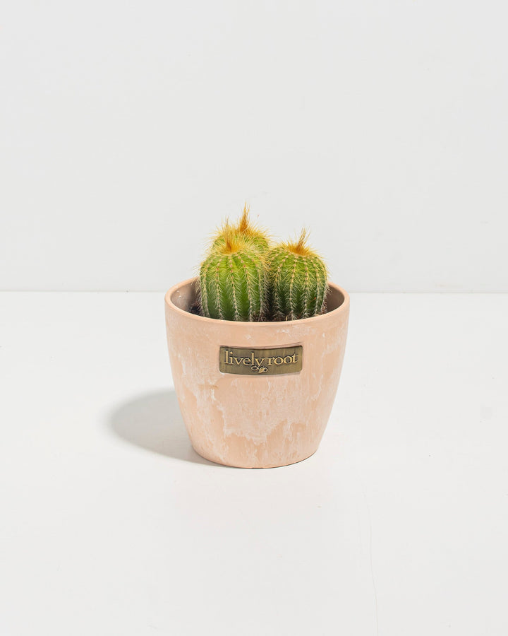 Parodia Cactus - Bunch