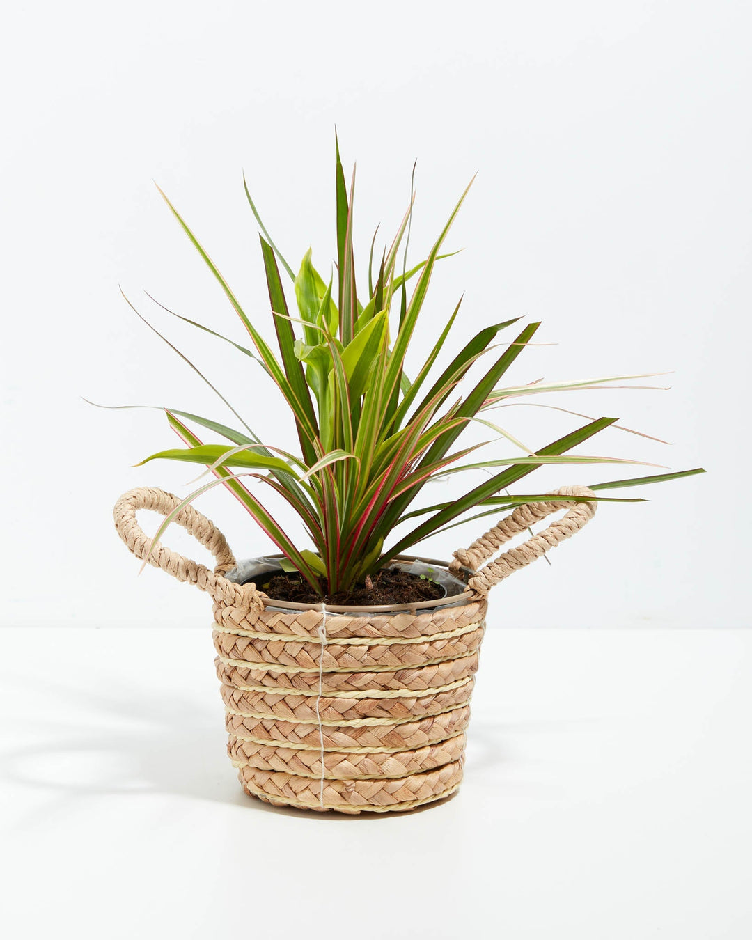 Red Leaf Dragon Plant Collection (Dracaena)