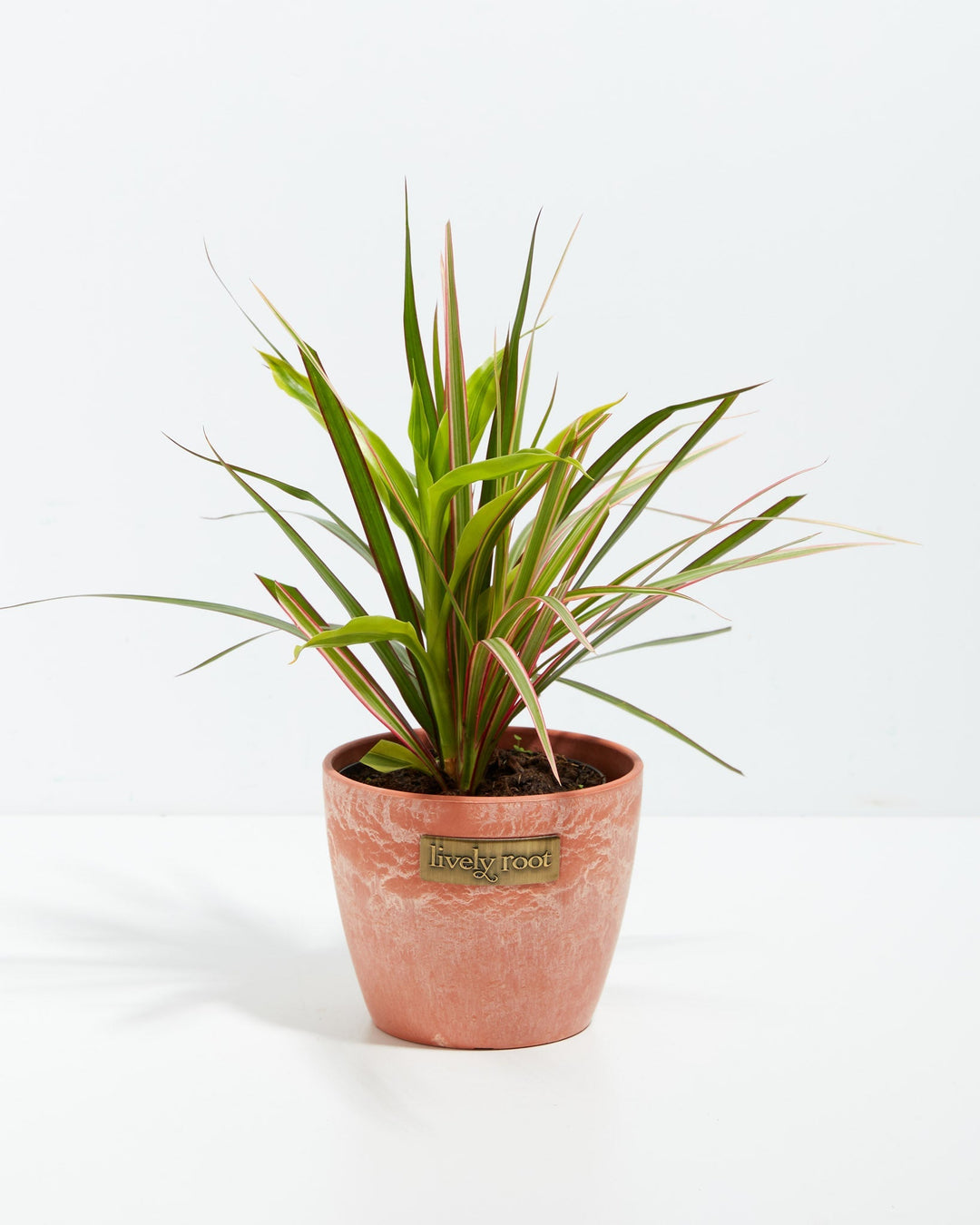 Red Leaf Dragon Plant Collection (Dracaena)