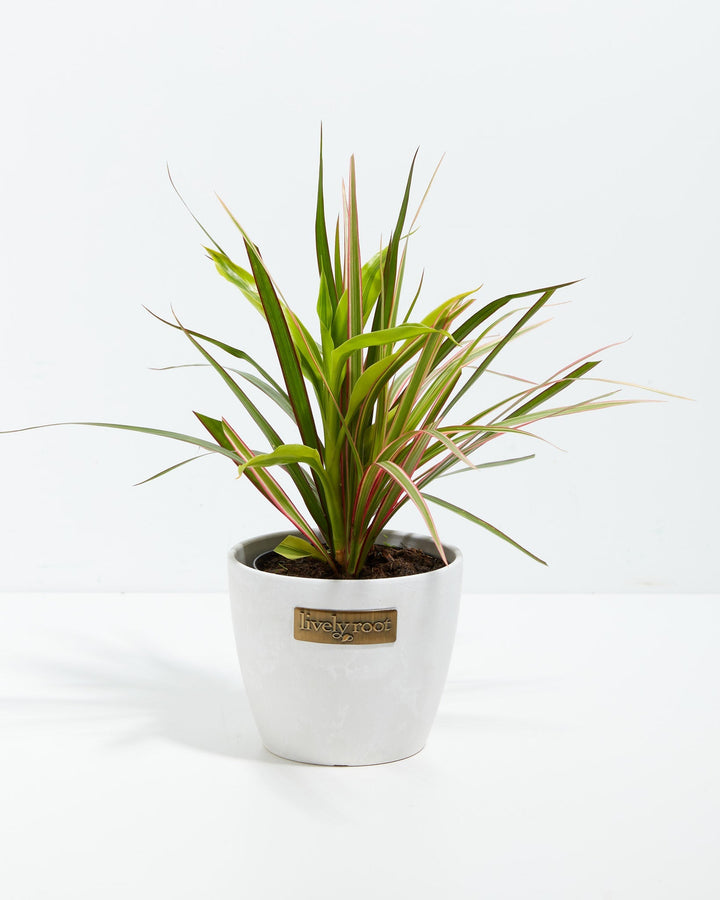 Red Leaf Dragon Plant Collection (Dracaena)