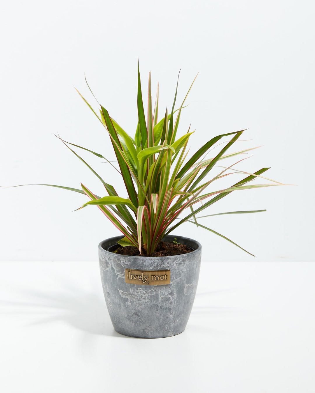 Red Leaf Dragon Plant Collection (Dracaena)