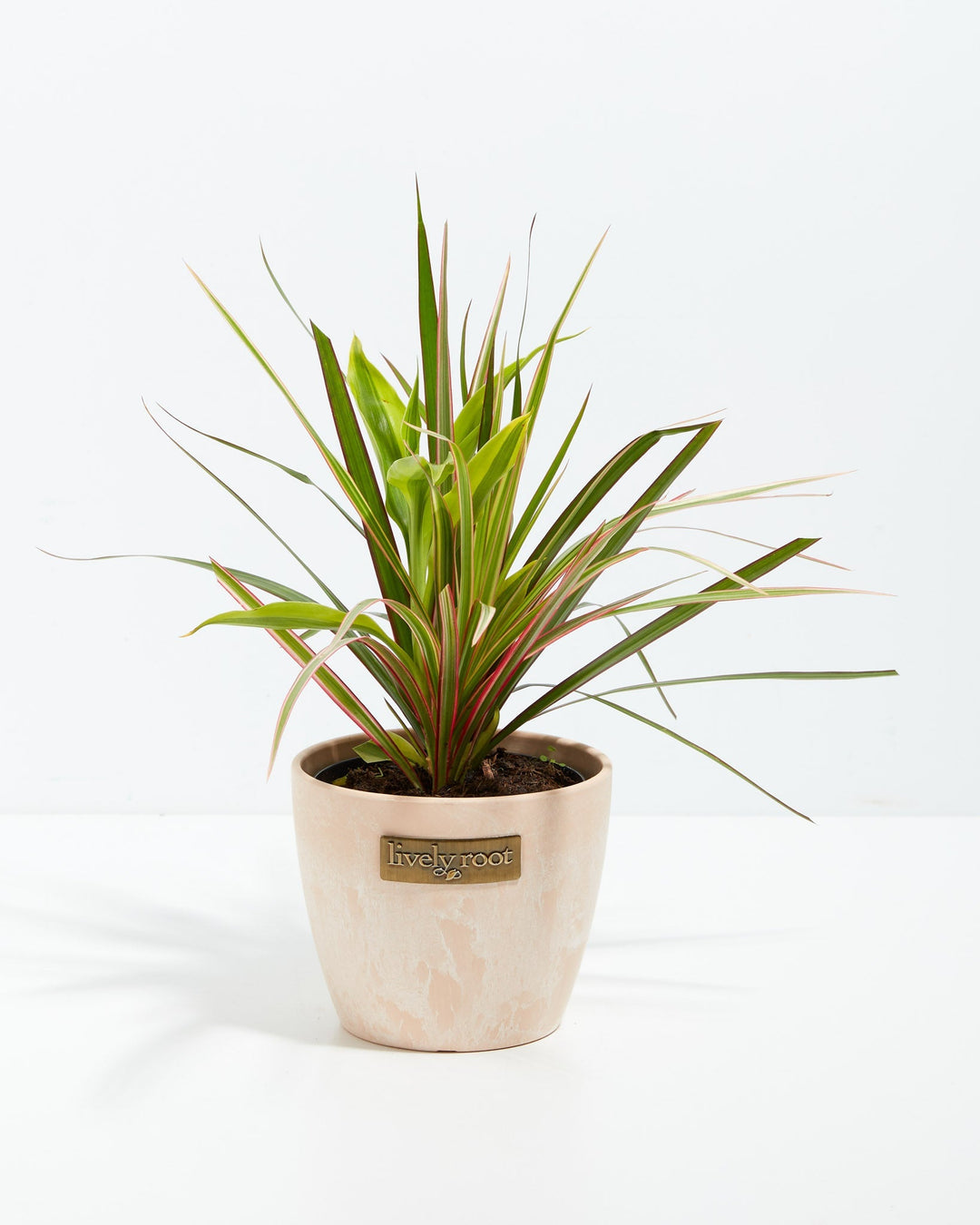 Red Leaf Dragon Plant Collection (Dracaena)