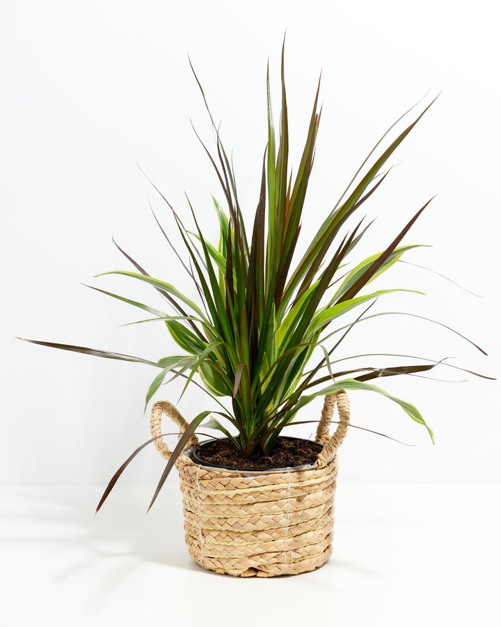 Red Leaf Dragon Plant Collection (Dracaena)