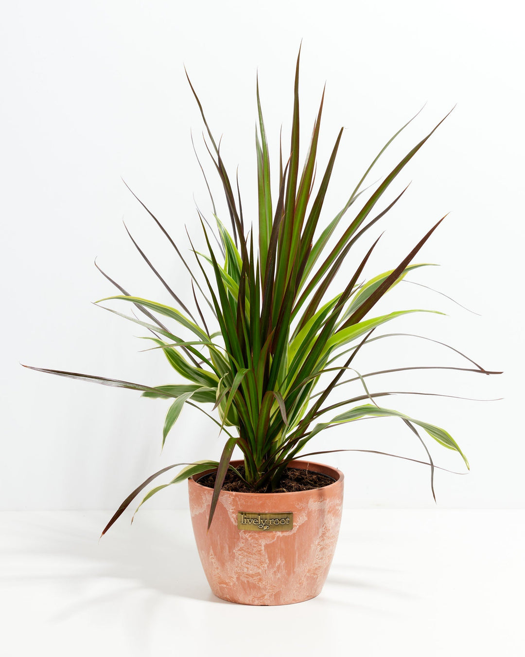 dracaena yucca plant Shop Majestic Dragon Plant