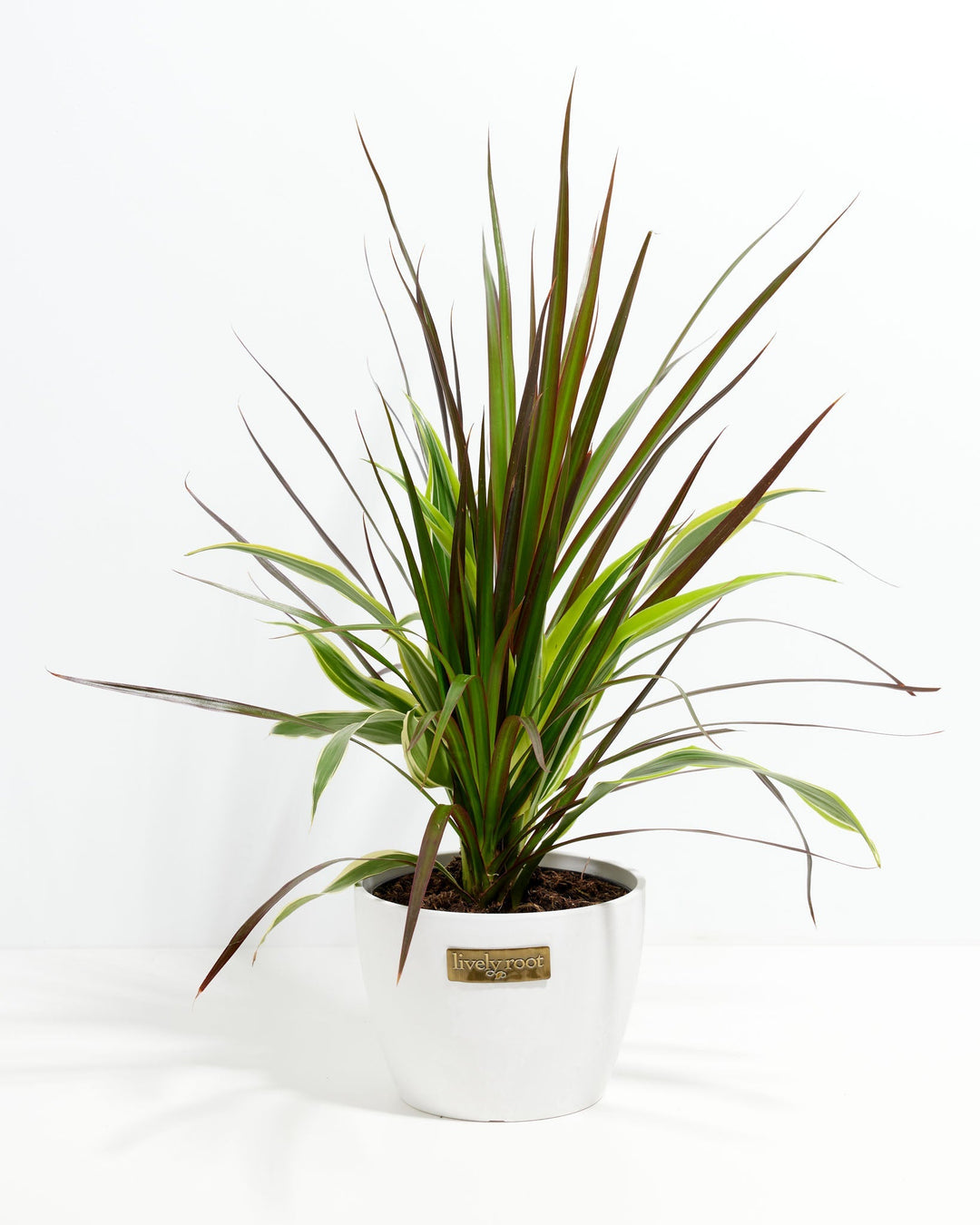 Red Leaf Dragon Plant Collection (Dracaena)