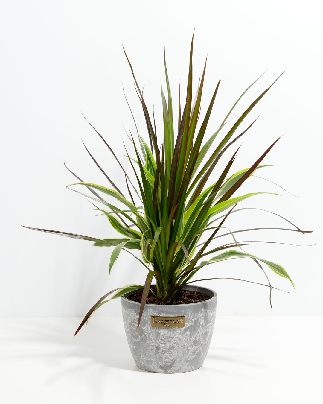 Red Leaf Dragon Plant Collection (Dracaena)