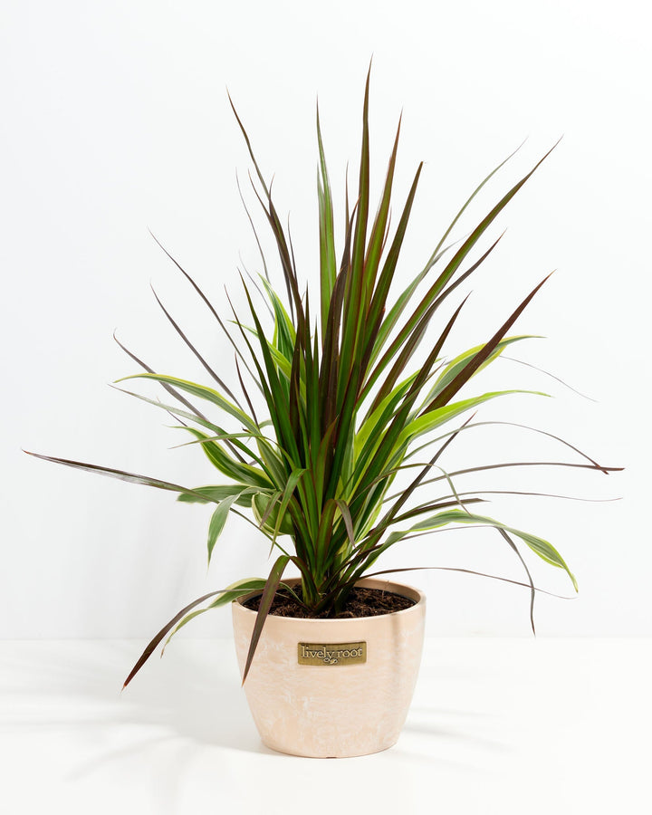 Red Leaf Dragon Plant Collection (Dracaena)