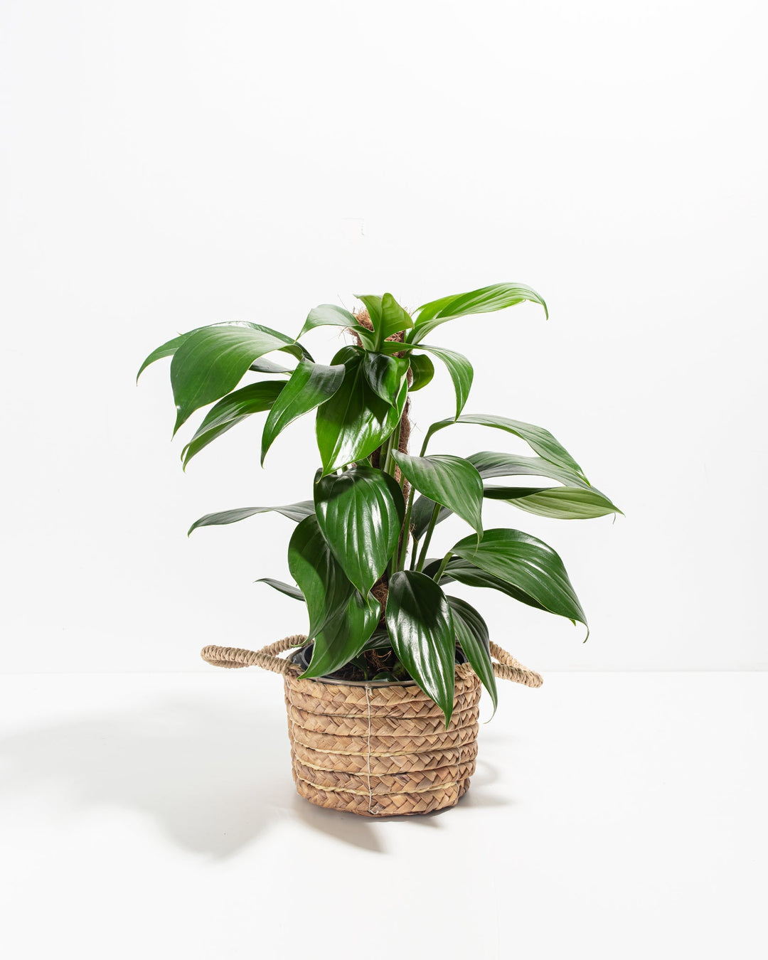 philodendron dragon's tail Philodendron Dragon's Tail w/ Totem | Special & Rare Indoor Plant