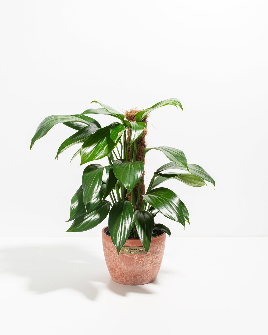 philodendron dragon tail mature Philodendron Dragon's Tail w/ Totem | Special & Rare Indoor Plant
