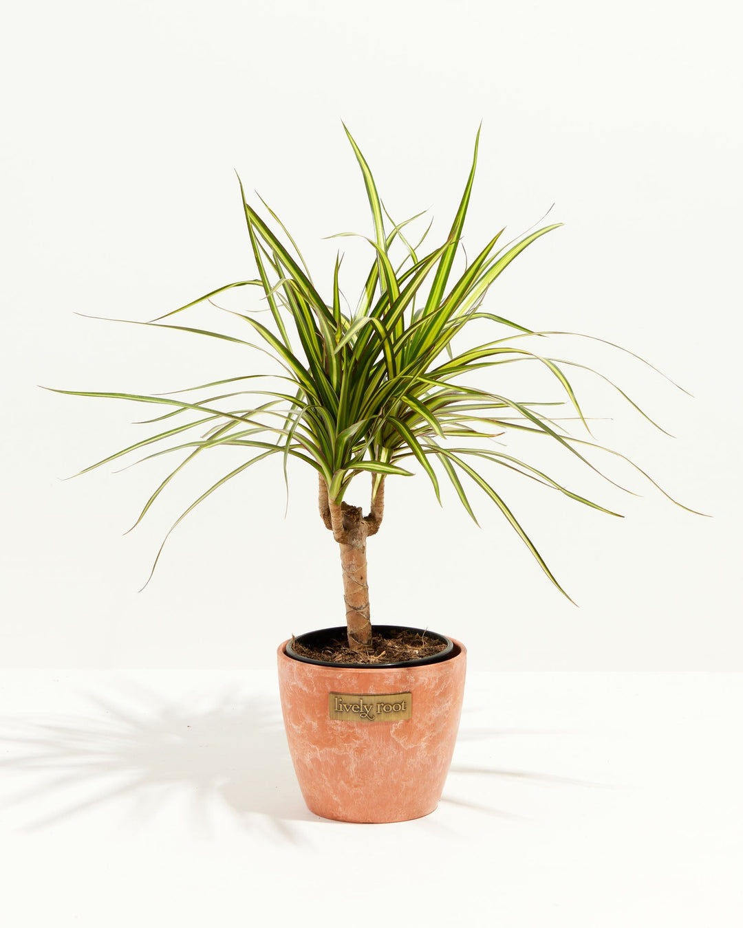 dracaena 'marginata sunray Dracaena Ray Of Sunshine