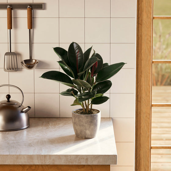 A lush Ficus Elastica (Burgundy Rubber Tree) featuring its characteristic deep, dark burgundy-green glossy leaves and prominent red leaf sheaths, displayed in a stone-textured gray planter on a kitchen counter beside a tea kettle and hanging utensils.