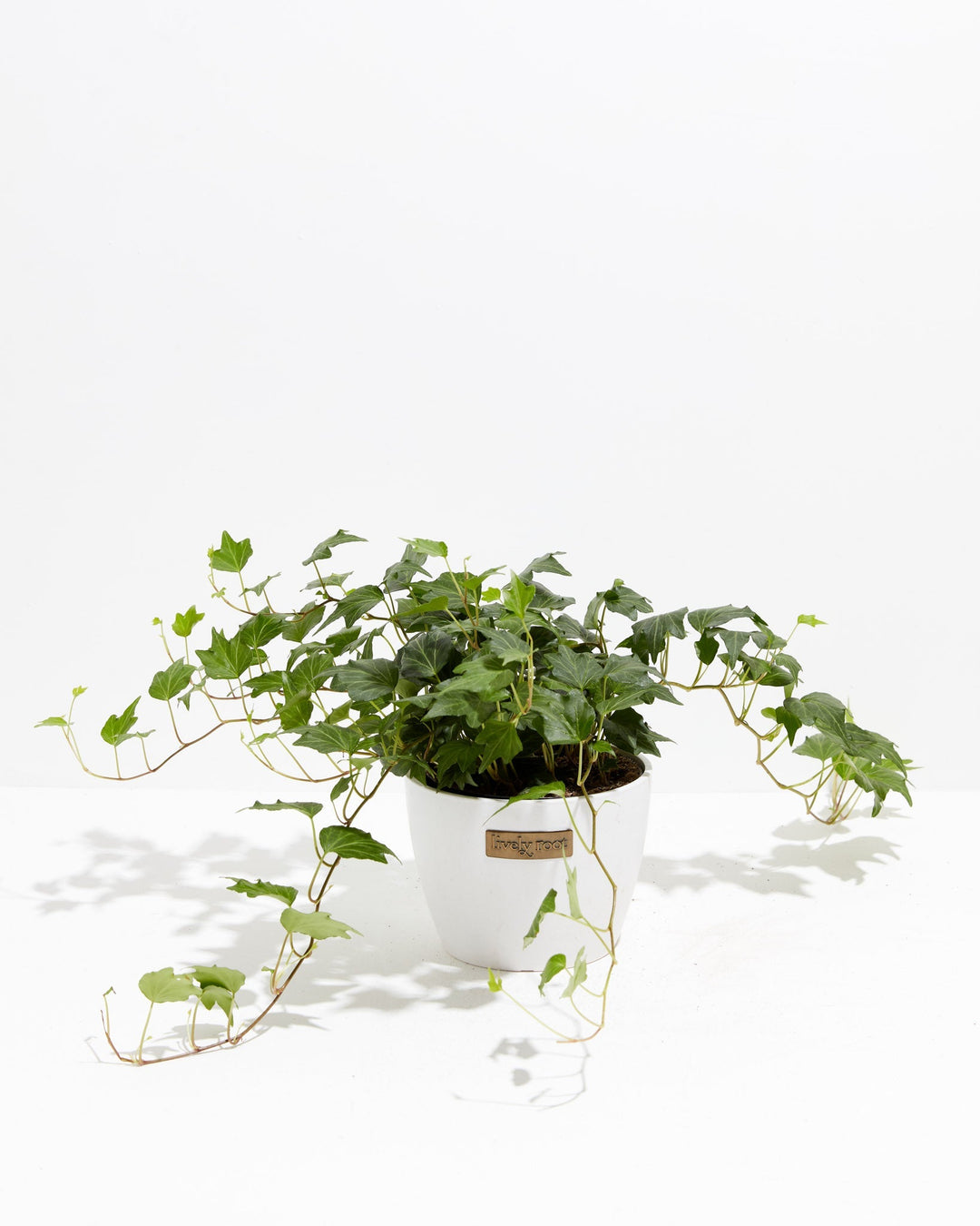 green and white ivy house plant English Ivy Deep Green Ripple | Hanging & Climber Plants