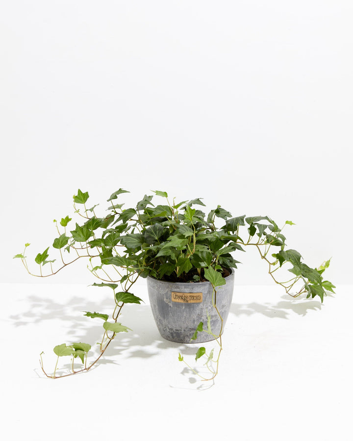 English Ivy Deep Green Ripple