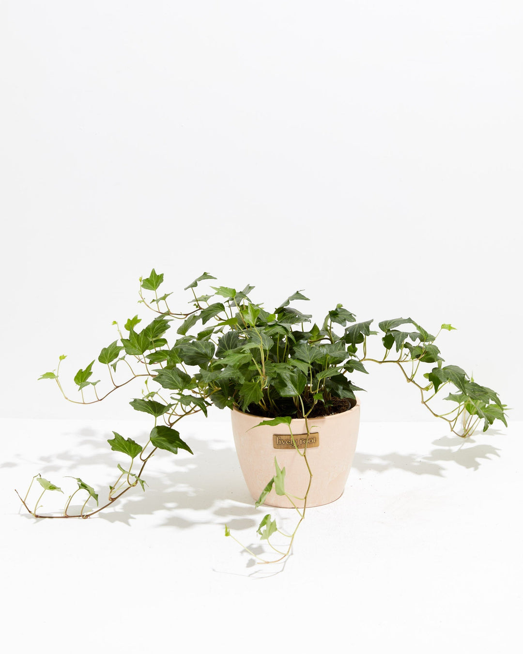 English Ivy Deep Green Ripple