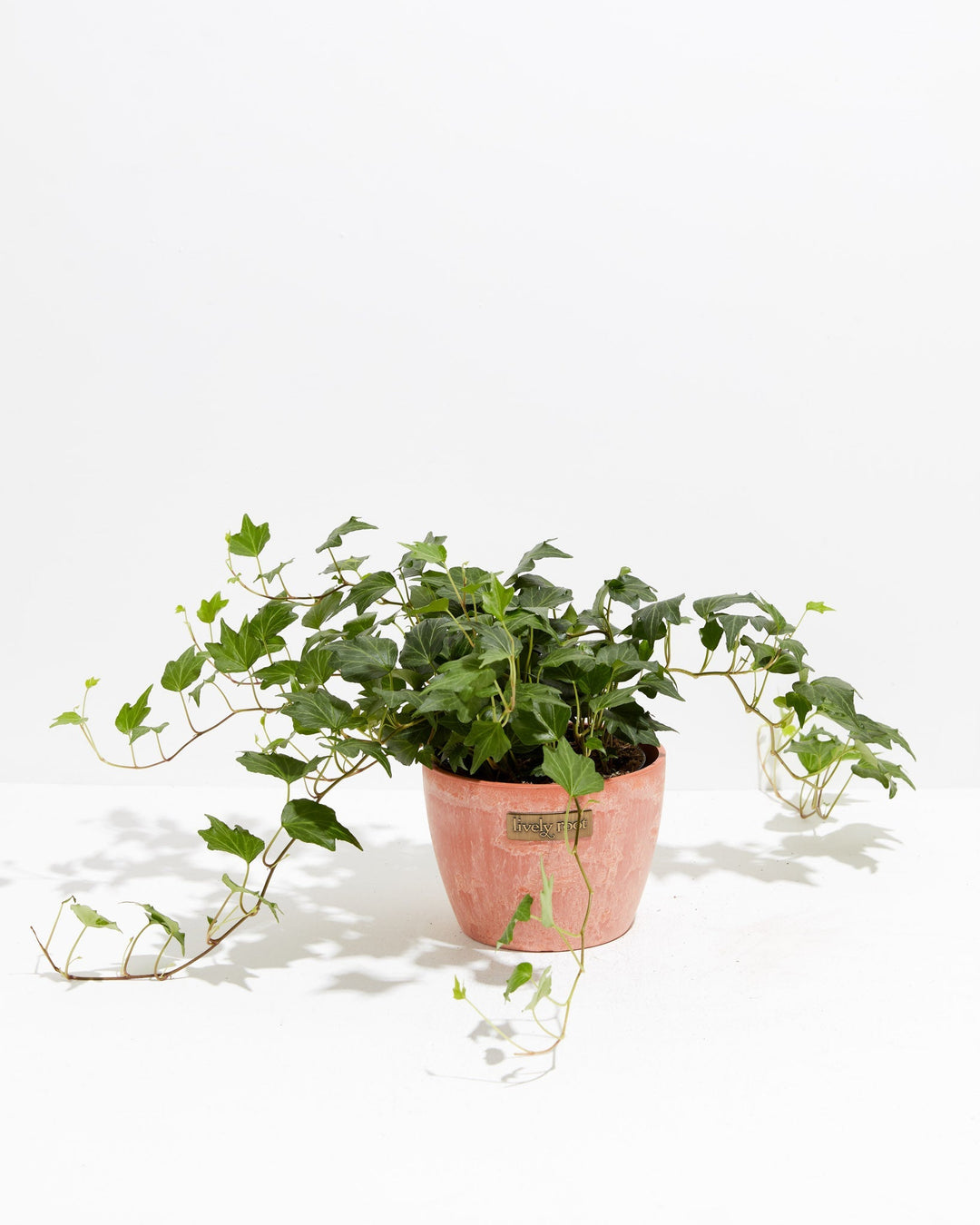 English Ivy Deep Green Ripple