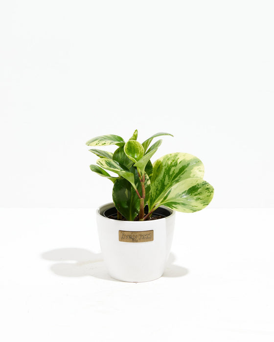 Peperomia Lemon Lime, 4-inch in white ceramic pot, compact variegated houseplant with lime-chartreuse and dark green patterned leaves, desk plant