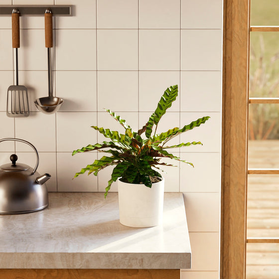 A full view of a Calathea Rattlesnake plant featuring long, wavy green leaves with dark green spotted patterns and purple undersides, presented in a sleek white decorative planter on a marble countertop in a bright kitchen setting.