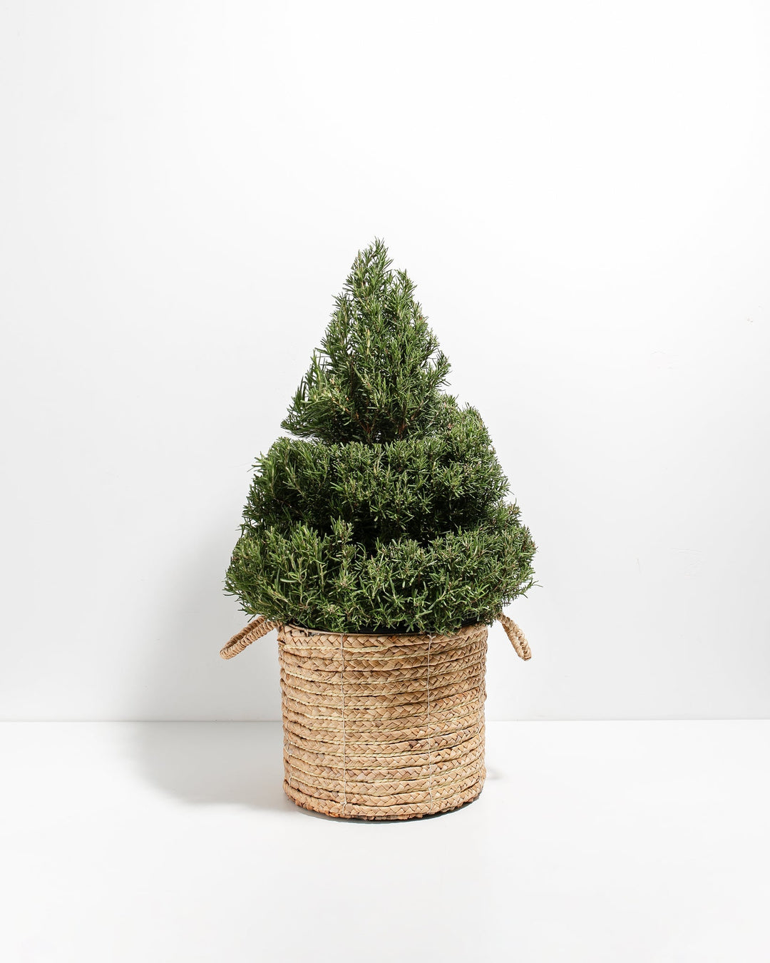 2.5' Living Rosemary Spiral Christmas Tree