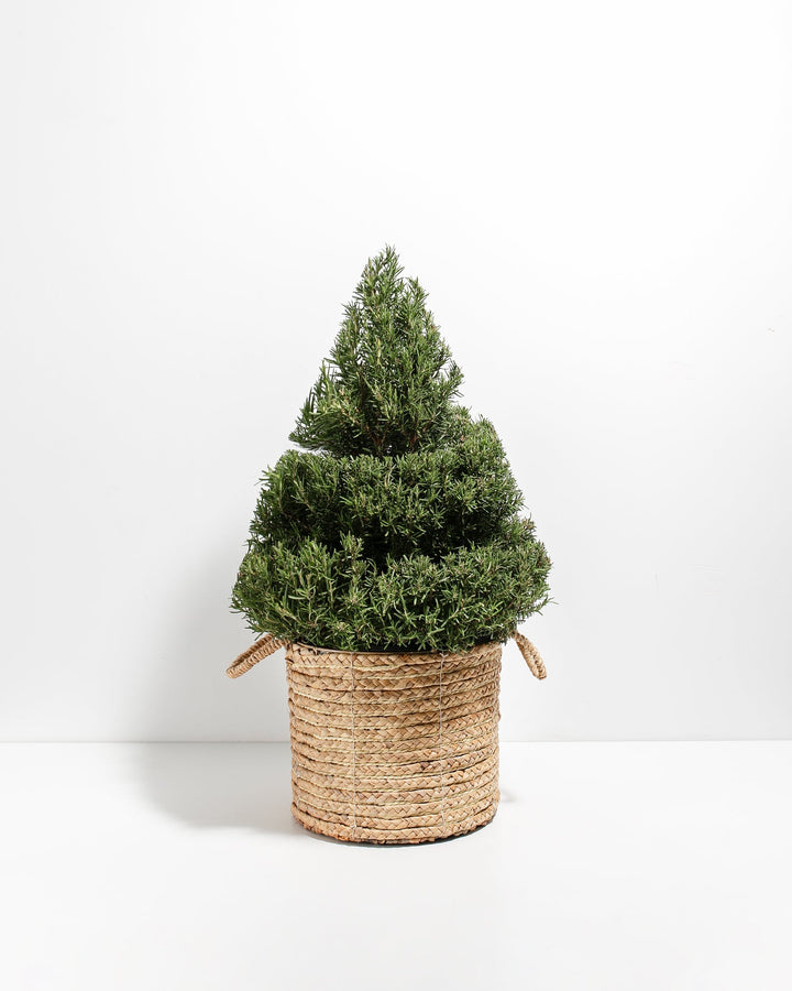 2.5' Living Rosemary Spiral Christmas Tree
