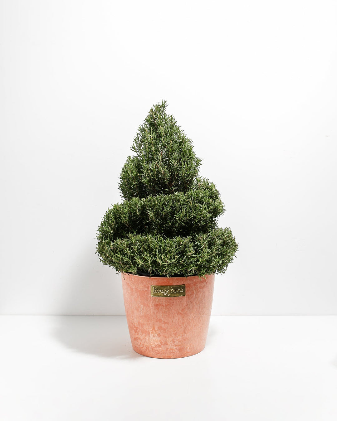 2.5' Living Rosemary Spiral Christmas Tree