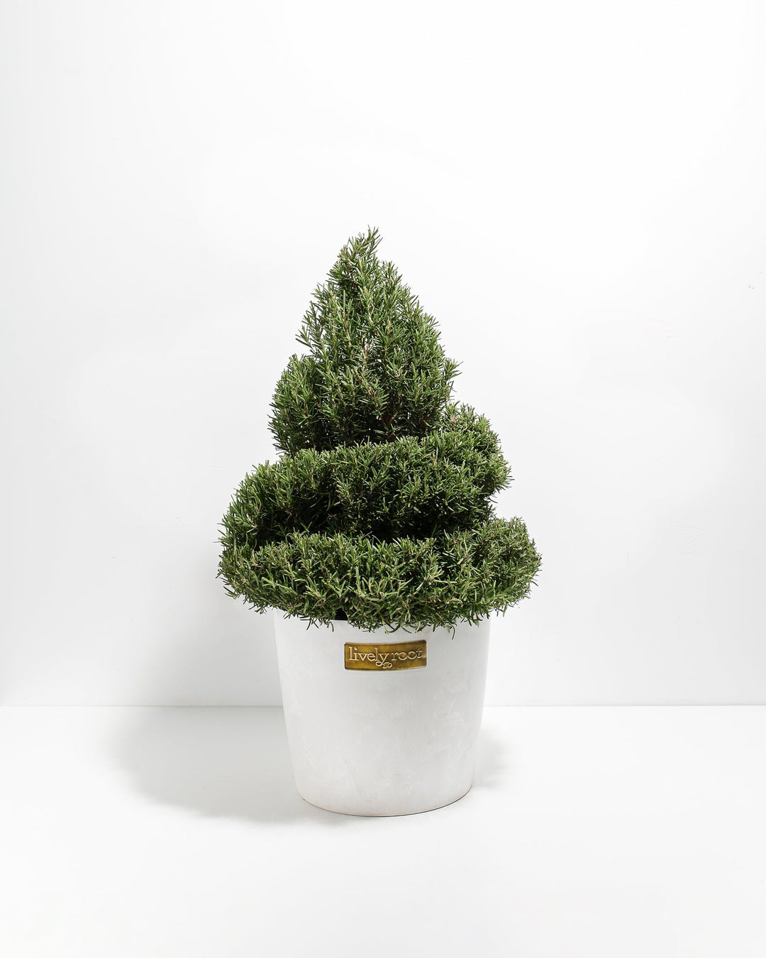 2.5' Living Rosemary Spiral Christmas Tree