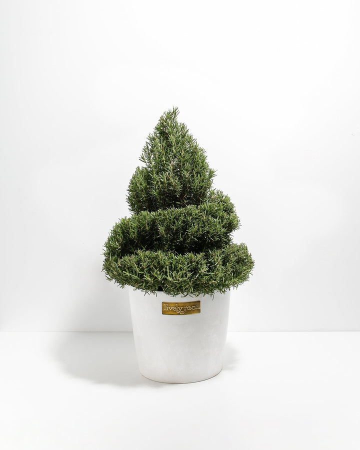 2.5' Living Rosemary Spiral Christmas Tree