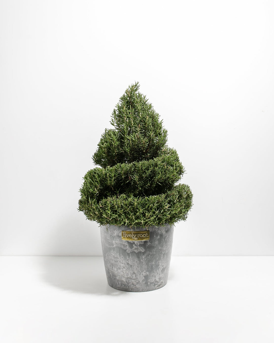 2.5' Living Rosemary Spiral Christmas Tree
