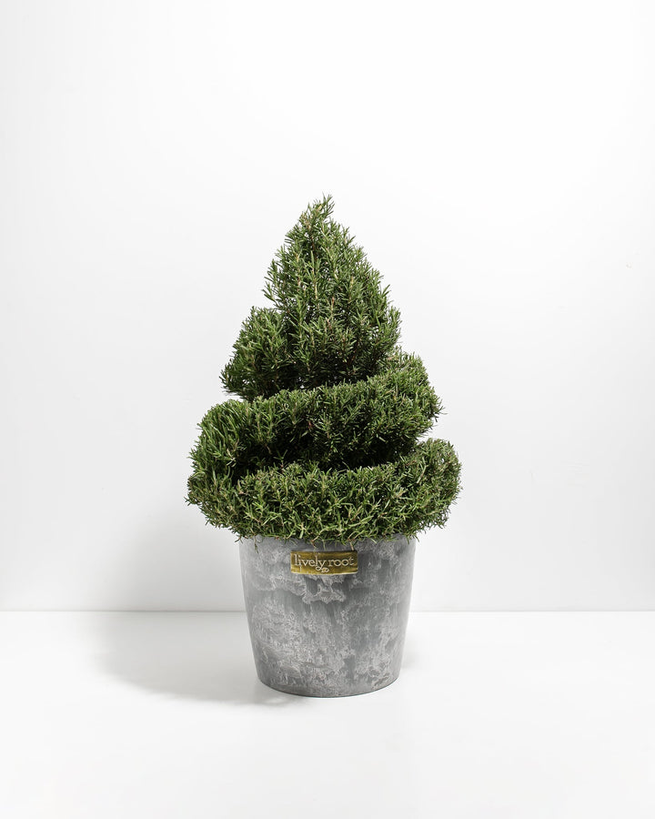 2.5' Living Rosemary Spiral Christmas Tree